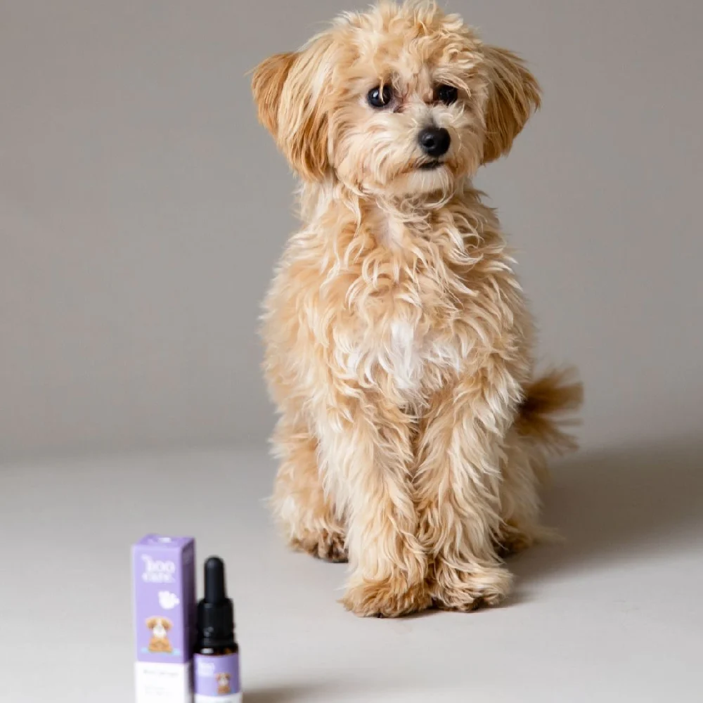 The Boo Care, 10% CBD kapljice za pomiritev (10 ml)